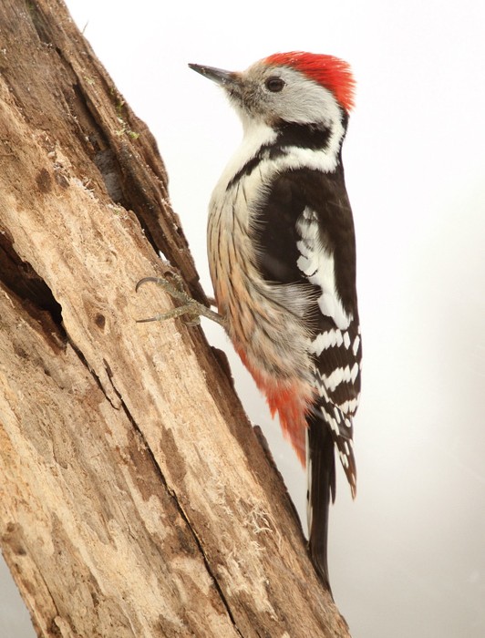 Közép fakopáncs - Fotó: Palánkai Zsolt / Birdphotoghraphy