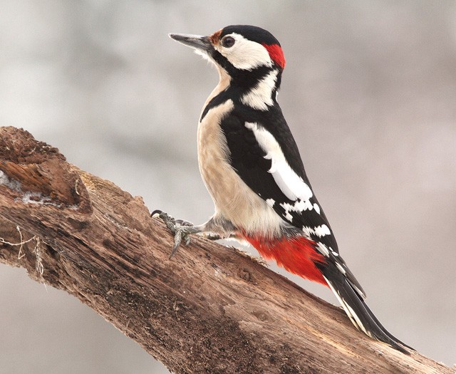 Nagy tarkaharkály - Fotó: Palánkai Zsolt / Birdphotography