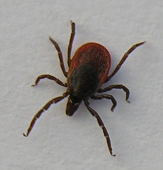 kifejlett Ixodes ricinus nőstény